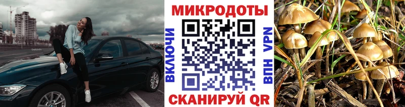 Псилоцибиновые грибы Psilocybe  Купить закладки  Гай 